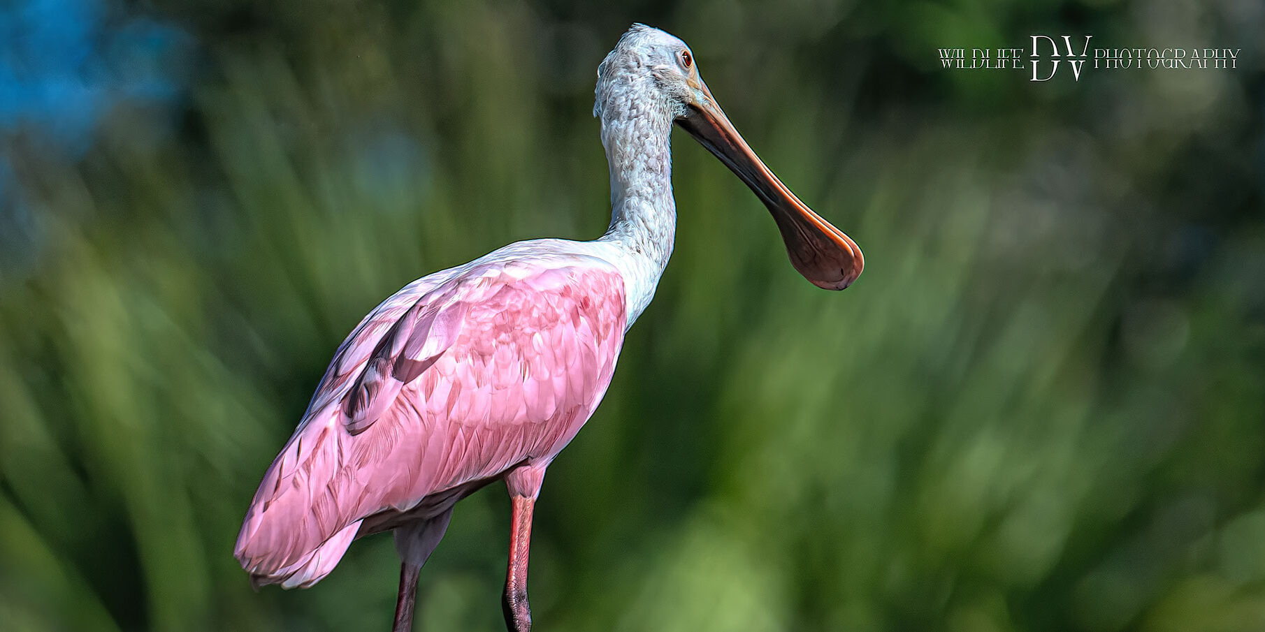 Roseate-spoonbill-two-DV