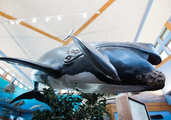 Whale-scaled-qv9fbv5wxxzkt9ehmpxscv4lh7rgtovsxlo2h6x3ew