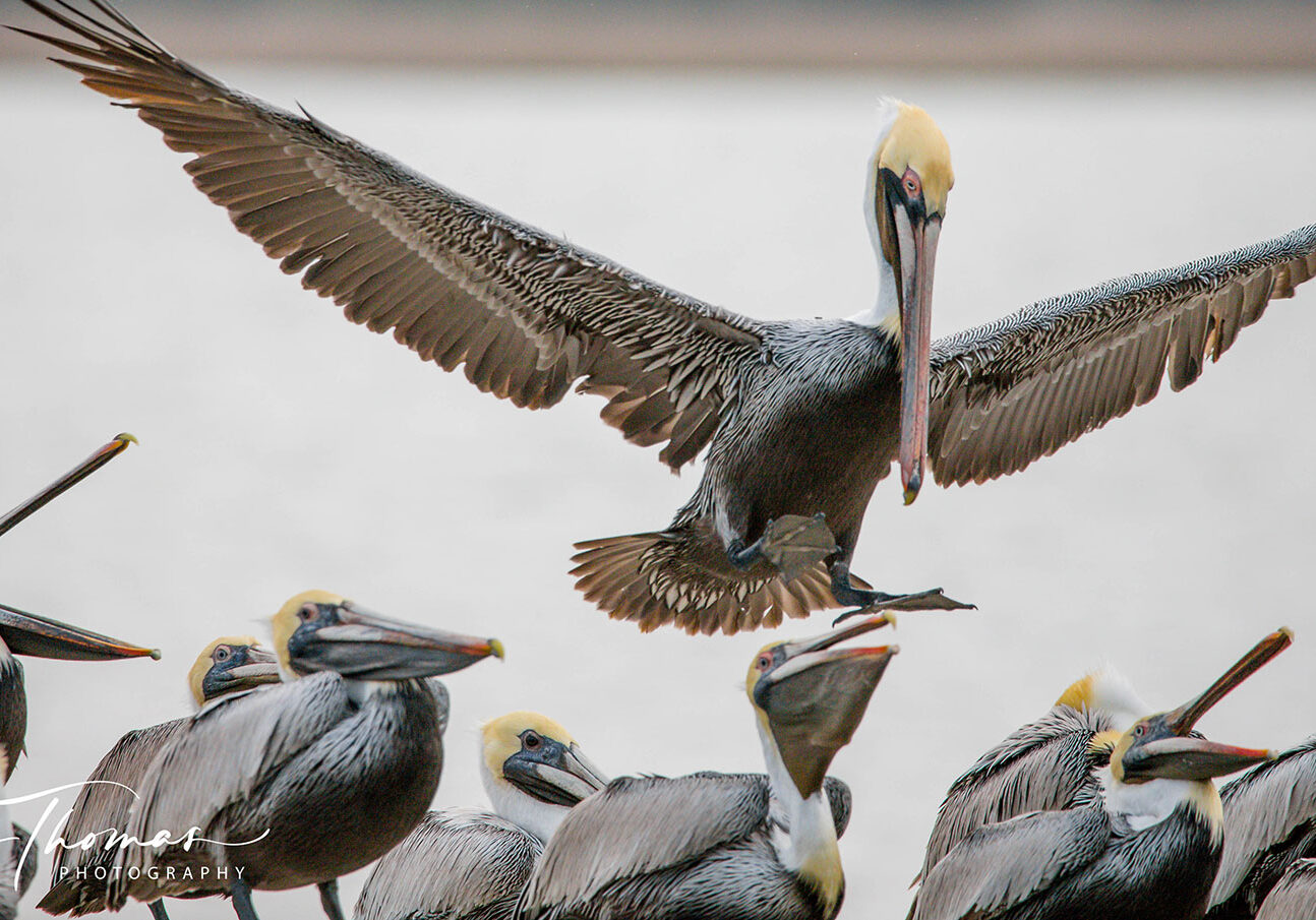 birding-guana-lake-Pelicans-C-R-Thomas