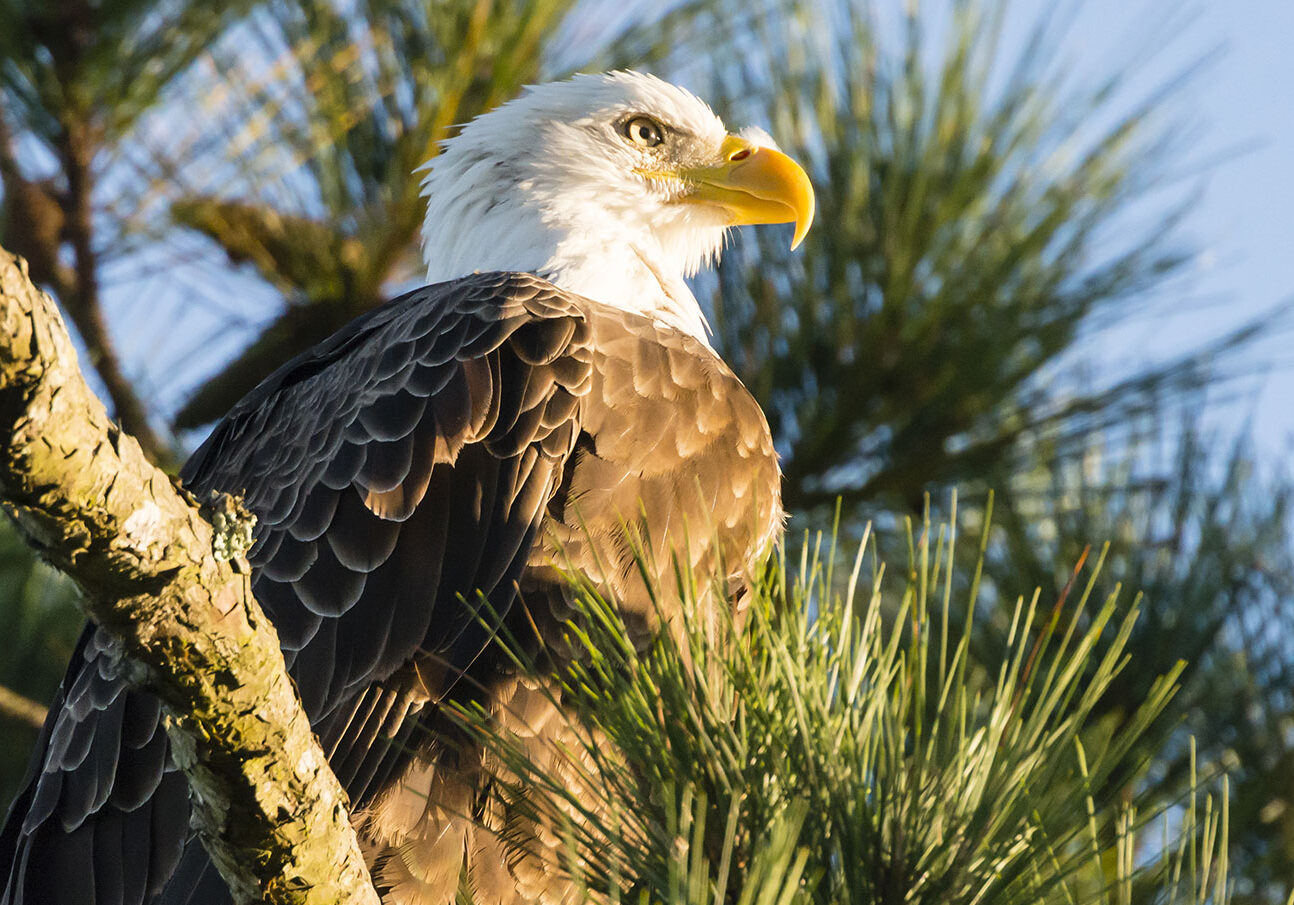 eagle-in-pine-tree