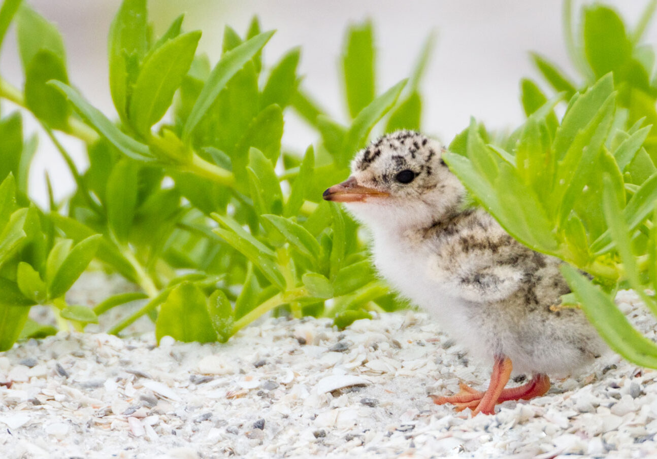 northbeachoverlook-472114953