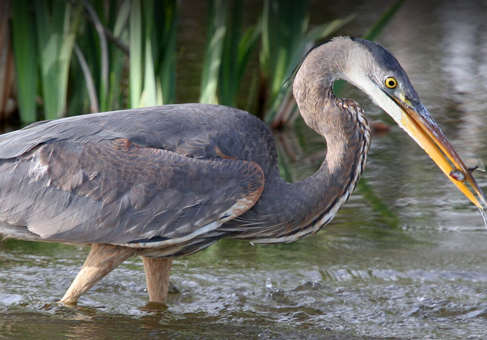 slider-bird-island-park-157335017